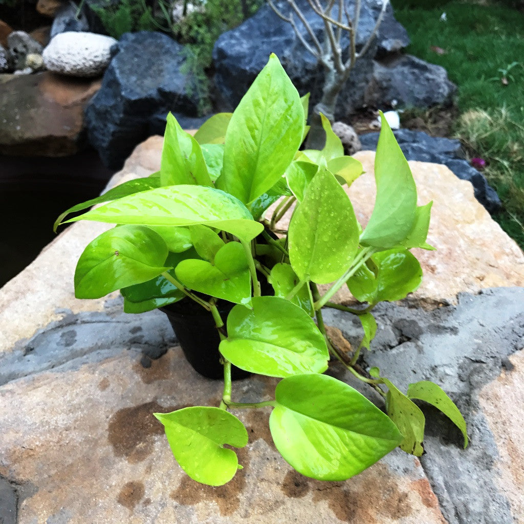 neon money plant Pothos Neon Bright Trailing Indoor Plant