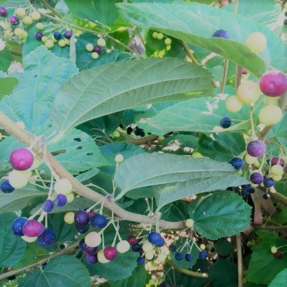 Grewia Asiatica Phalsa Plant - myBageecha