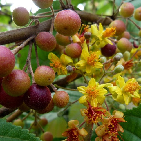 Grewia Asiatica Phalsa Plant - myBageecha