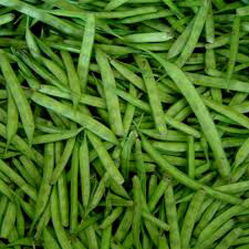 Cluster Bean Guwar Fali annual legume crop – myBageecha