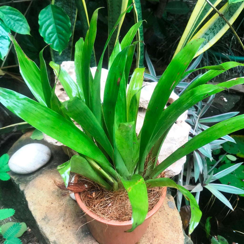 Guzmania Lingulata Plant - myBageecha