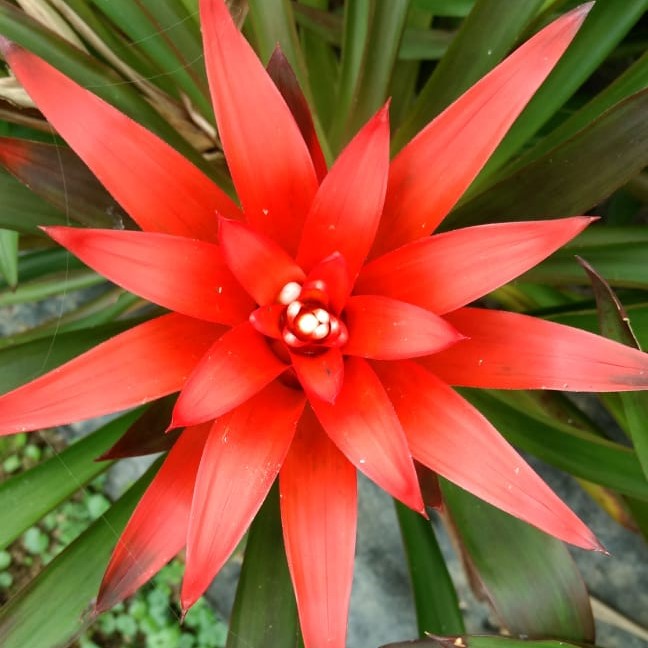 Red Guzmania lingulata bract rising from smooth green rosette by myBageecha