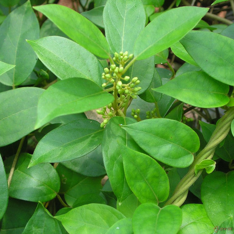Gymnema Sylvestre Madhunashini Plant - myBageecha