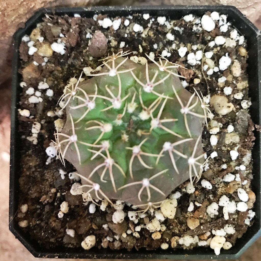 Gymnocalycium Chiquitanum x Hybrid Cactus Plant - myBageecha