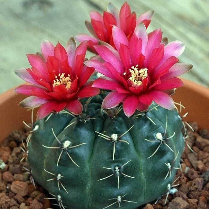 Gymnocalycium Baldianum Cactus Plant - myBageecha