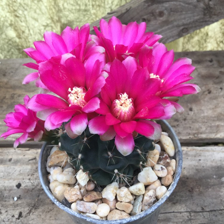 Gymnocalycium Baldianum Cactus Plant - myBageecha