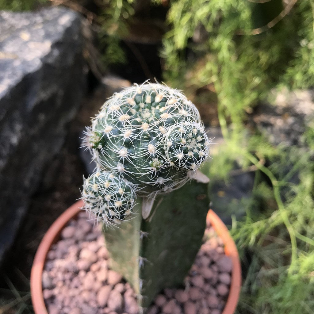 Gymnocalycium Bruchii Cactus Plant - myBageecha