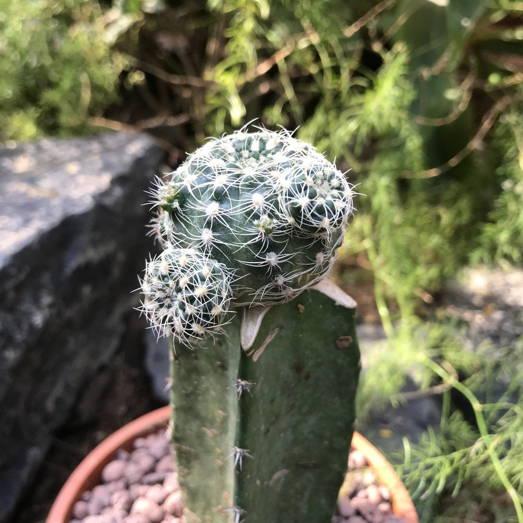 Gymnocalycium Bruchii Cactus Plant - myBageecha