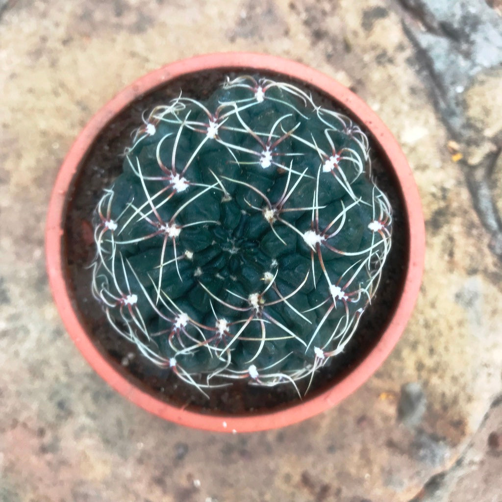 Gymnocalycium Baldianum Cactus Plant - myBageecha