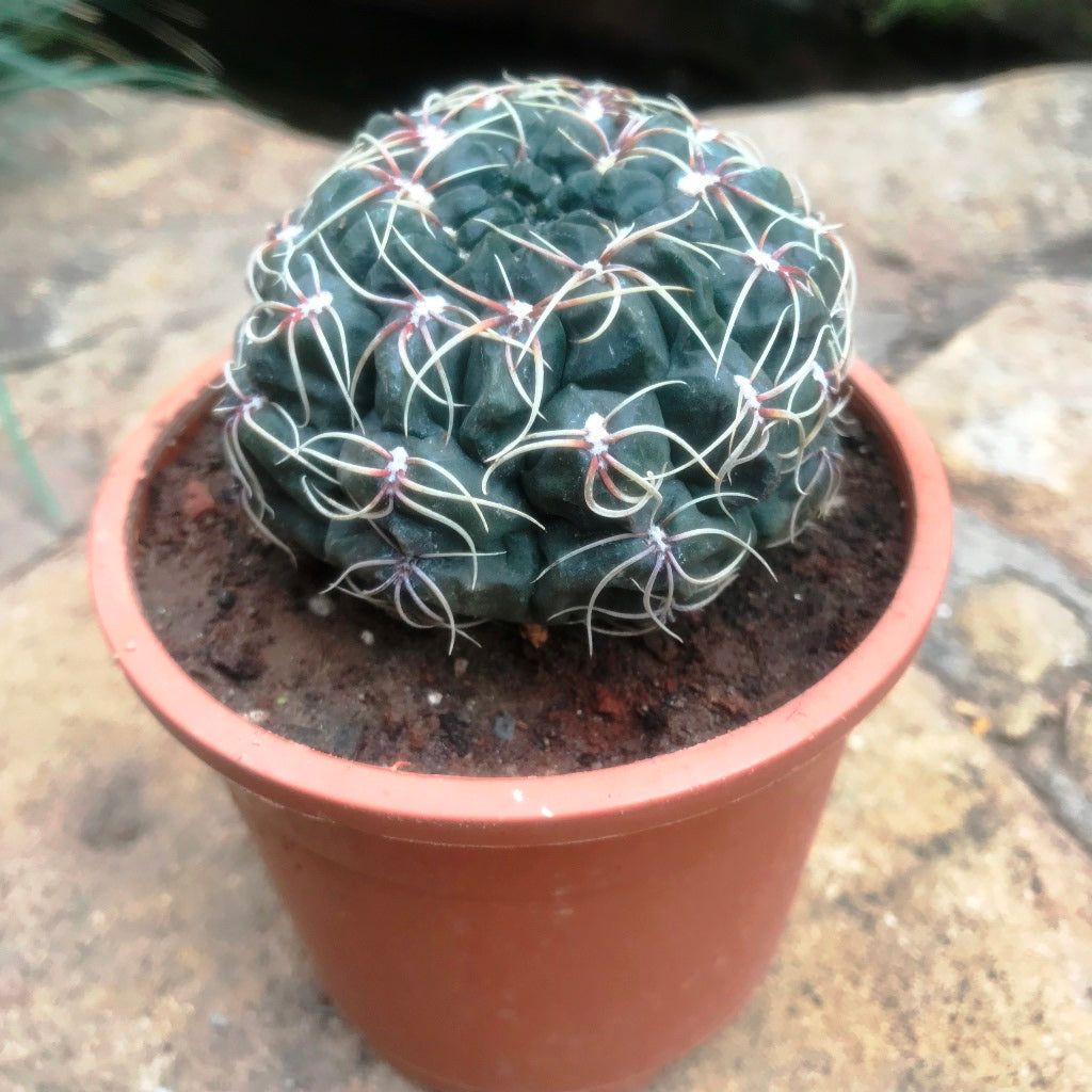 Gymnocalycium Baldianum Cactus Plant - myBageecha