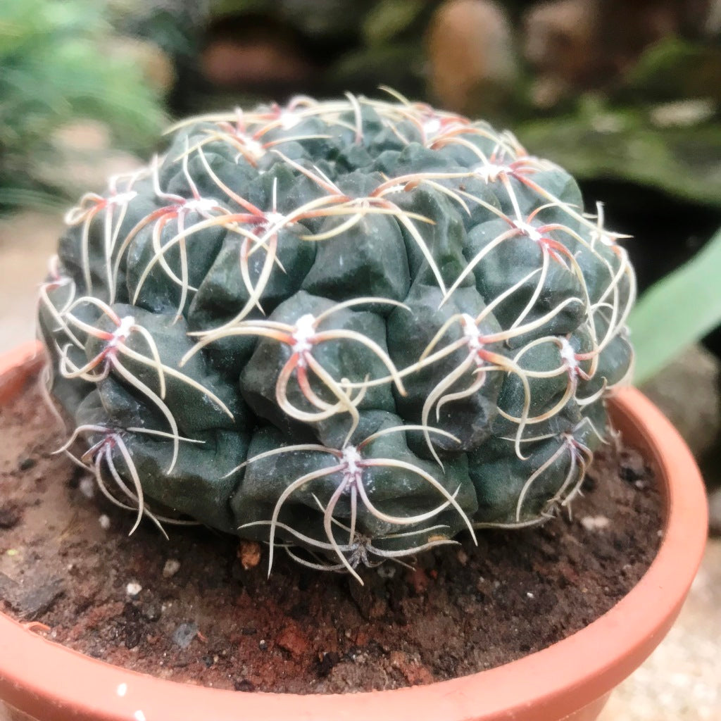 Gymnocalycium Baldianum Cactus Plant - myBageecha