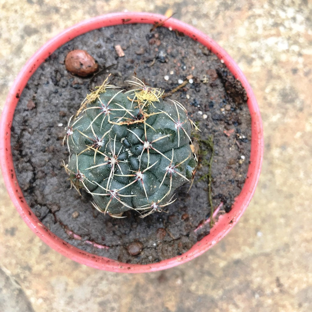 Gymnocalycium Baldianum Cactus Plant - myBageecha
