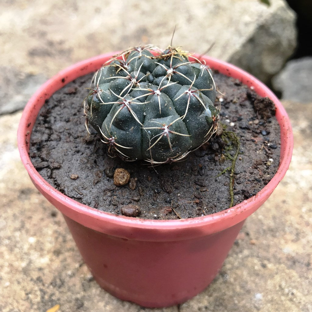 Gymnocalycium Baldianum Cactus Plant - myBageecha