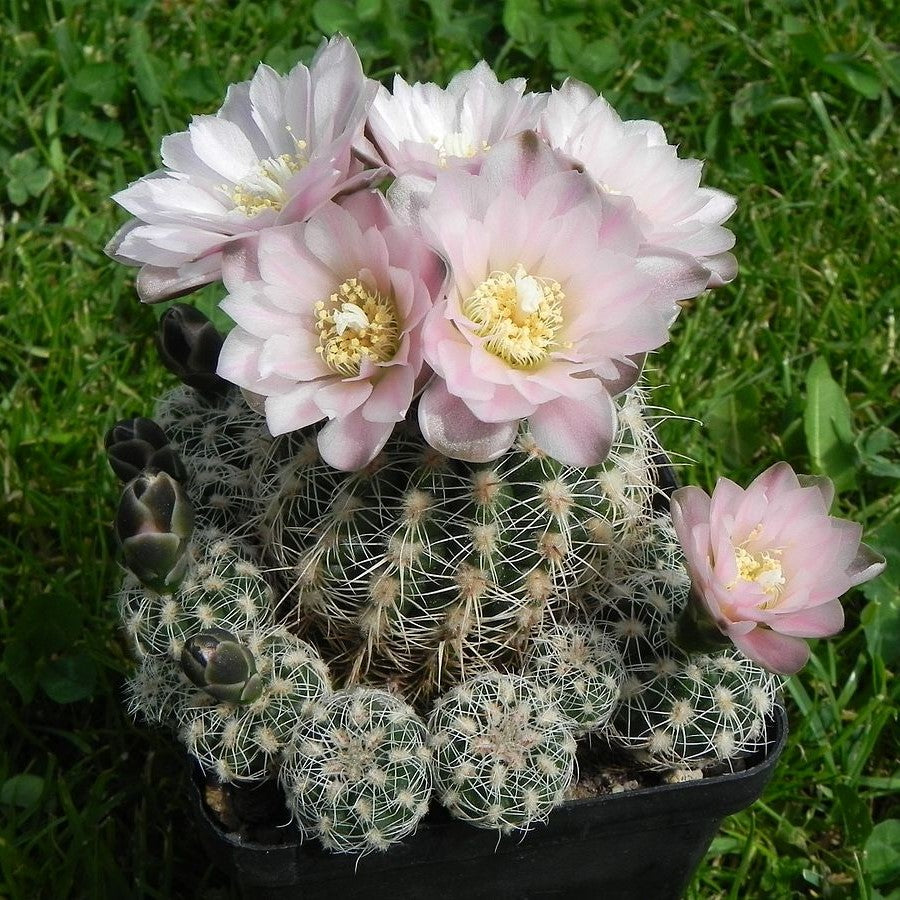 Gymnocalycium Bruchii Cactus Plant - myBageecha