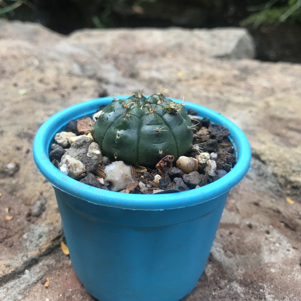 Gymnocalycium Damsii Cactus Plant - myBageecha