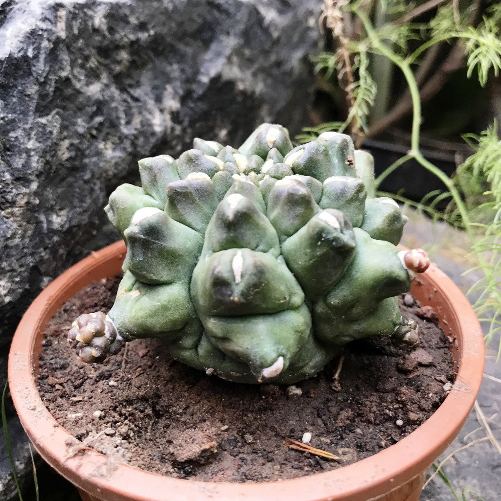 Gymnocalycium Kiko Cactus Plant - myBageecha