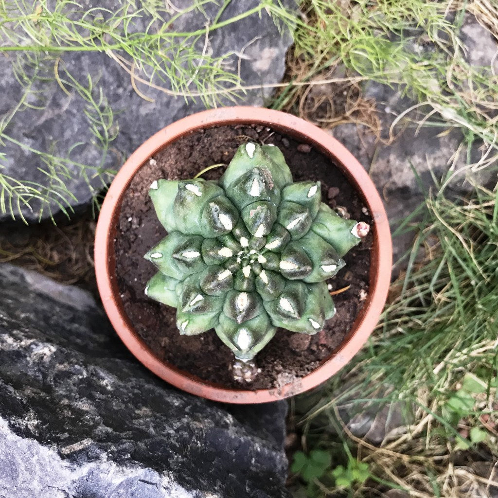 Gymnocalycium Kiko Cactus Plant - myBageecha