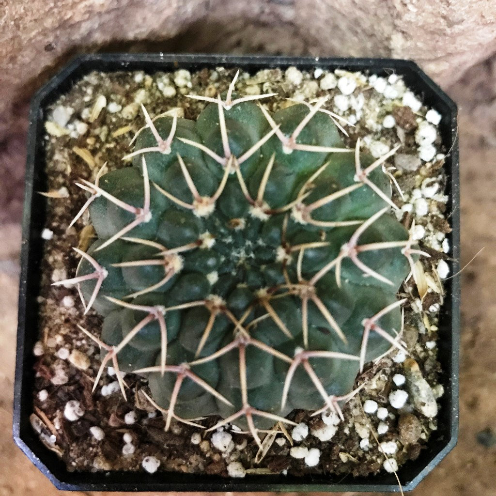 Gymnocalycium Bodenbenderianum x Hybrid Cactus Plant - myBageecha