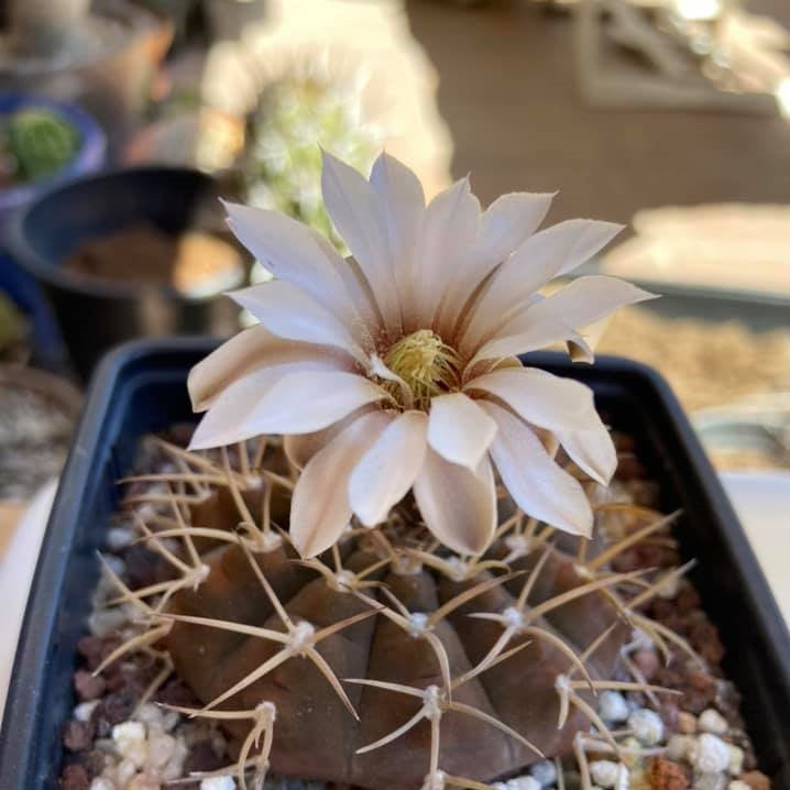 Gymnocalycium Bodenbenderianum x Hybrid Cactus Plant - myBageecha