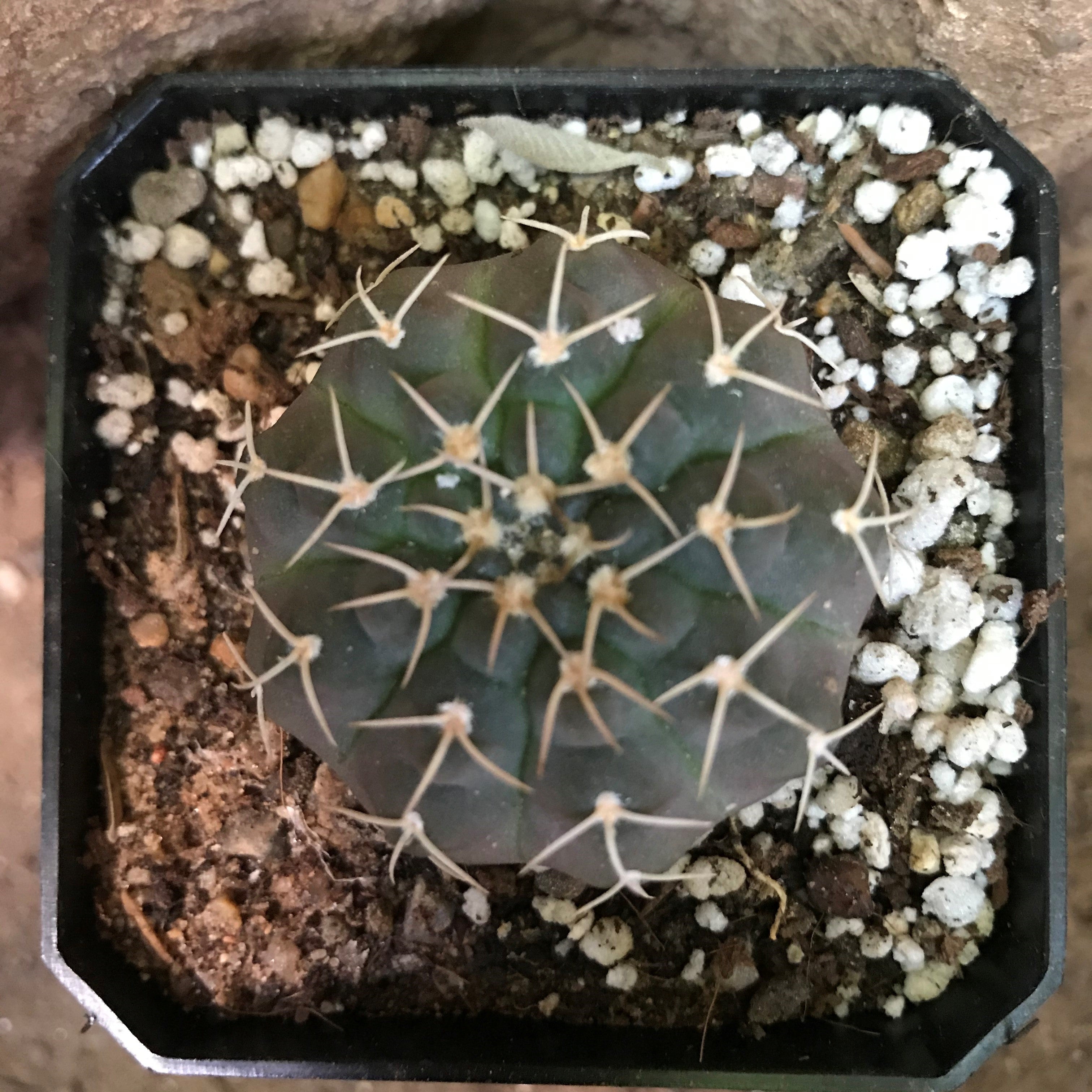 Gymnocalycium Ochoterenae Cactus Plant - myBageecha