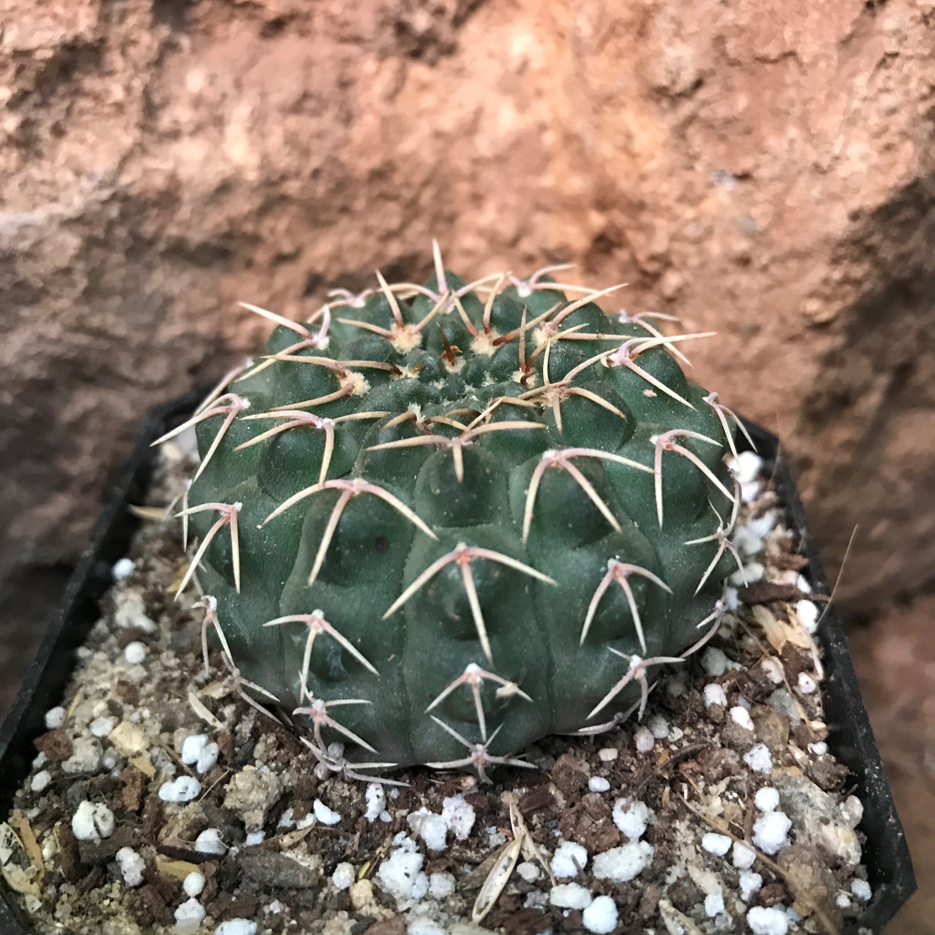 Gymnocalycium Ochoterenae Cactus Plant - myBageecha