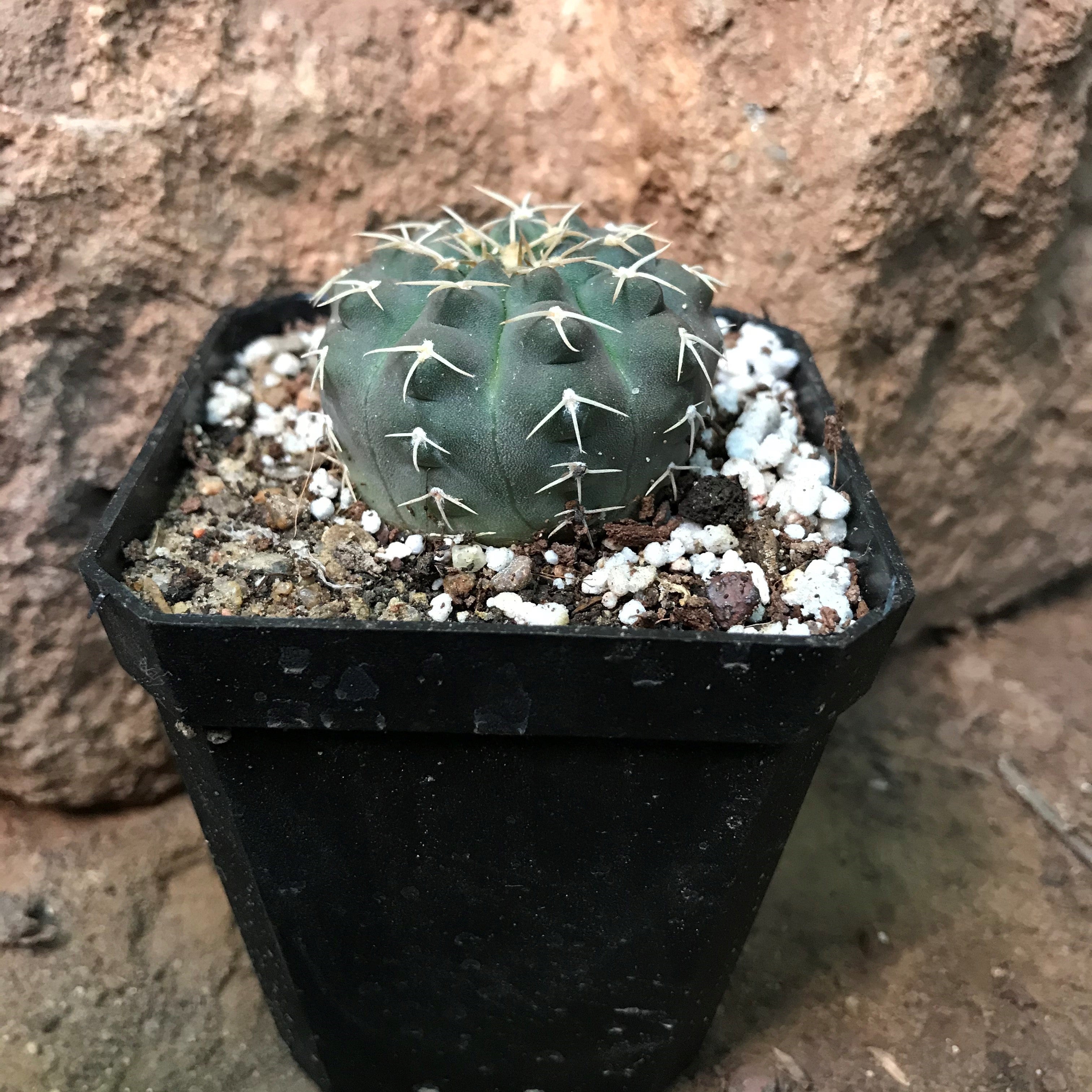 Gymnocalycium Ochoterenae Cactus Plant - myBageecha