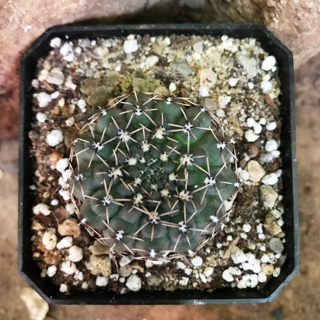 Gymnocalycium Quhilianum x Hybrid Cactus Plant - myBageecha