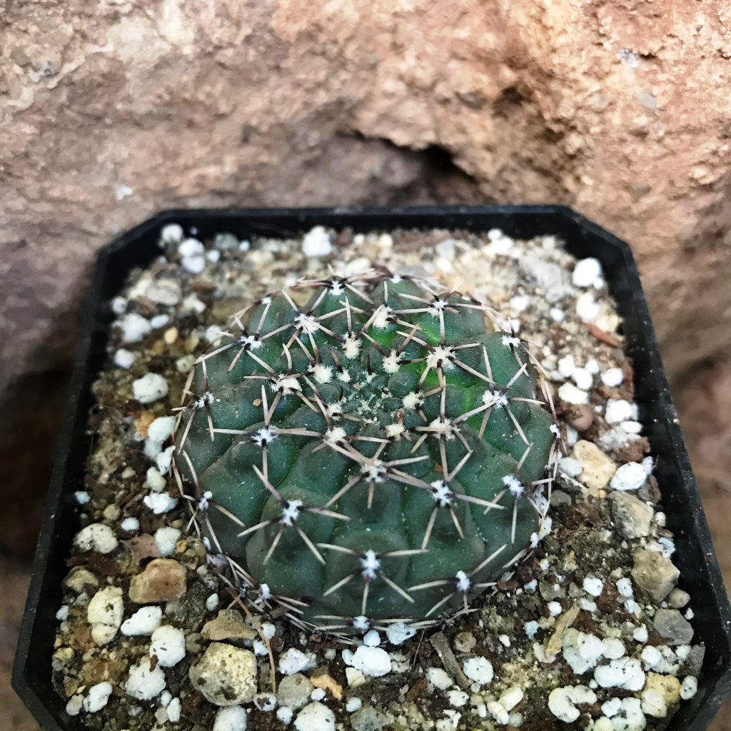 Gymnocalycium Quhilianum x Hybrid Cactus Plant - myBageecha