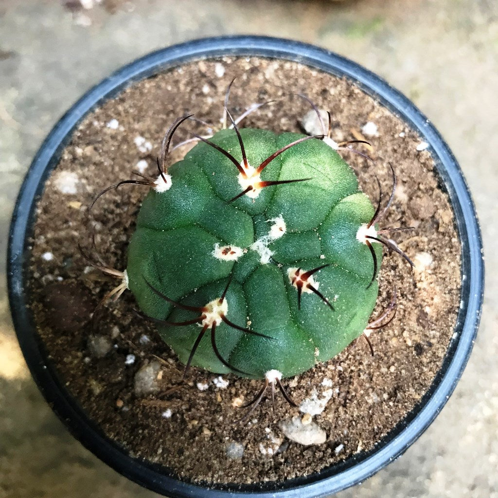 Gymnocalycium Saglionis Cactus Plant - myBageecha