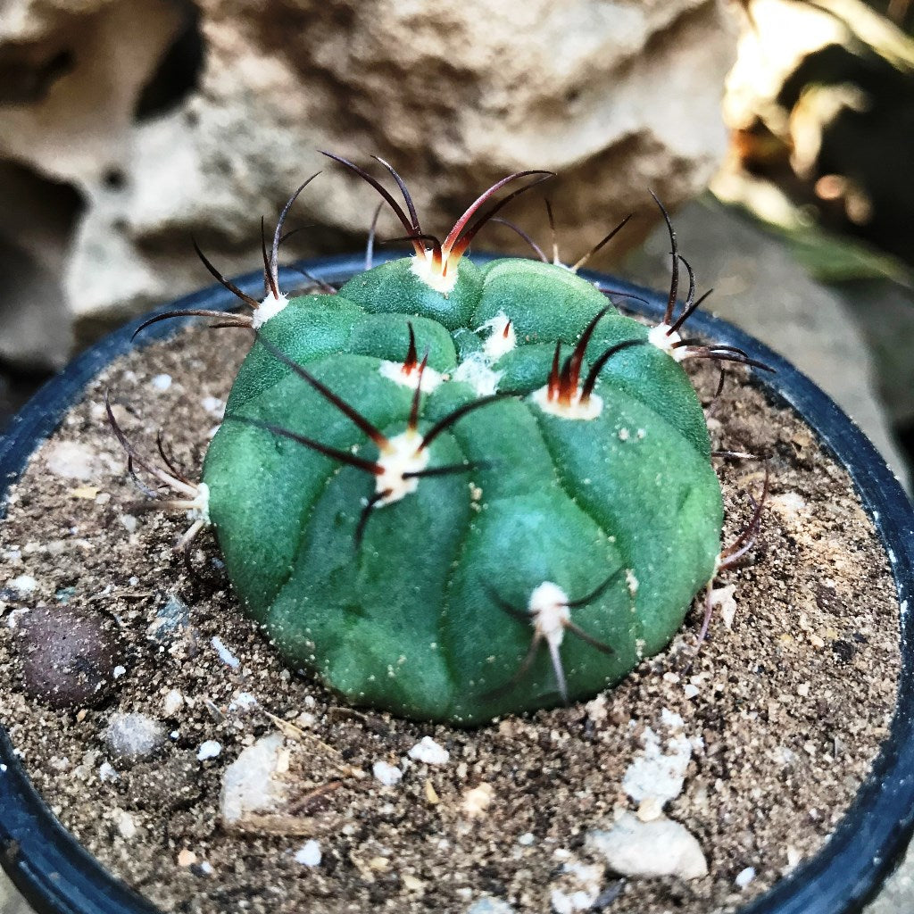 Gymnocalycium Saglionis Cactus Plant - myBageecha