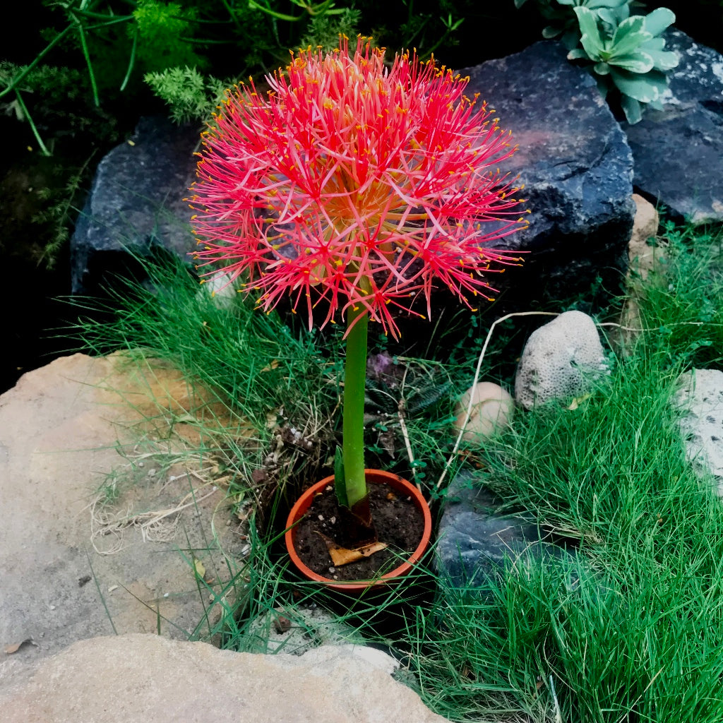 bulb lily flower African Blood Lily Bulbs – Striking Red Globe Blooms