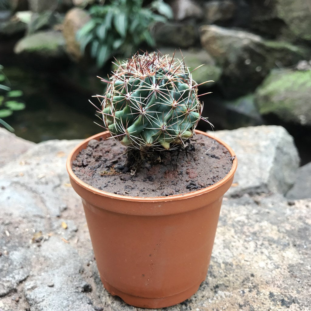 Thelocactus Setispinus Miniature Barrel Cactus Plant - myBageecha