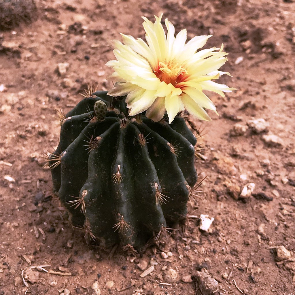 Thelocactus Setispinus Miniature Barrel Cactus Plant - myBageecha