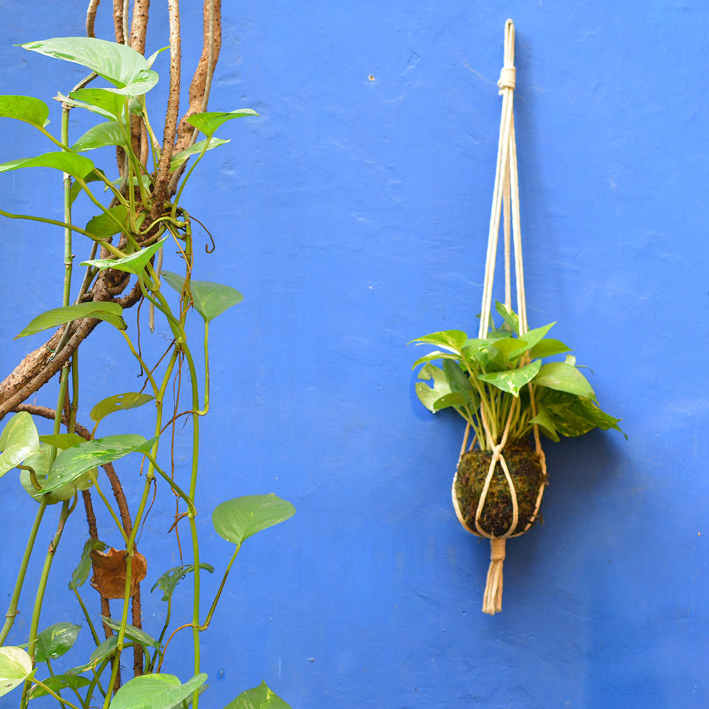 pothos kokedama Kokedama Moss Ball Hanging Pothos Plant