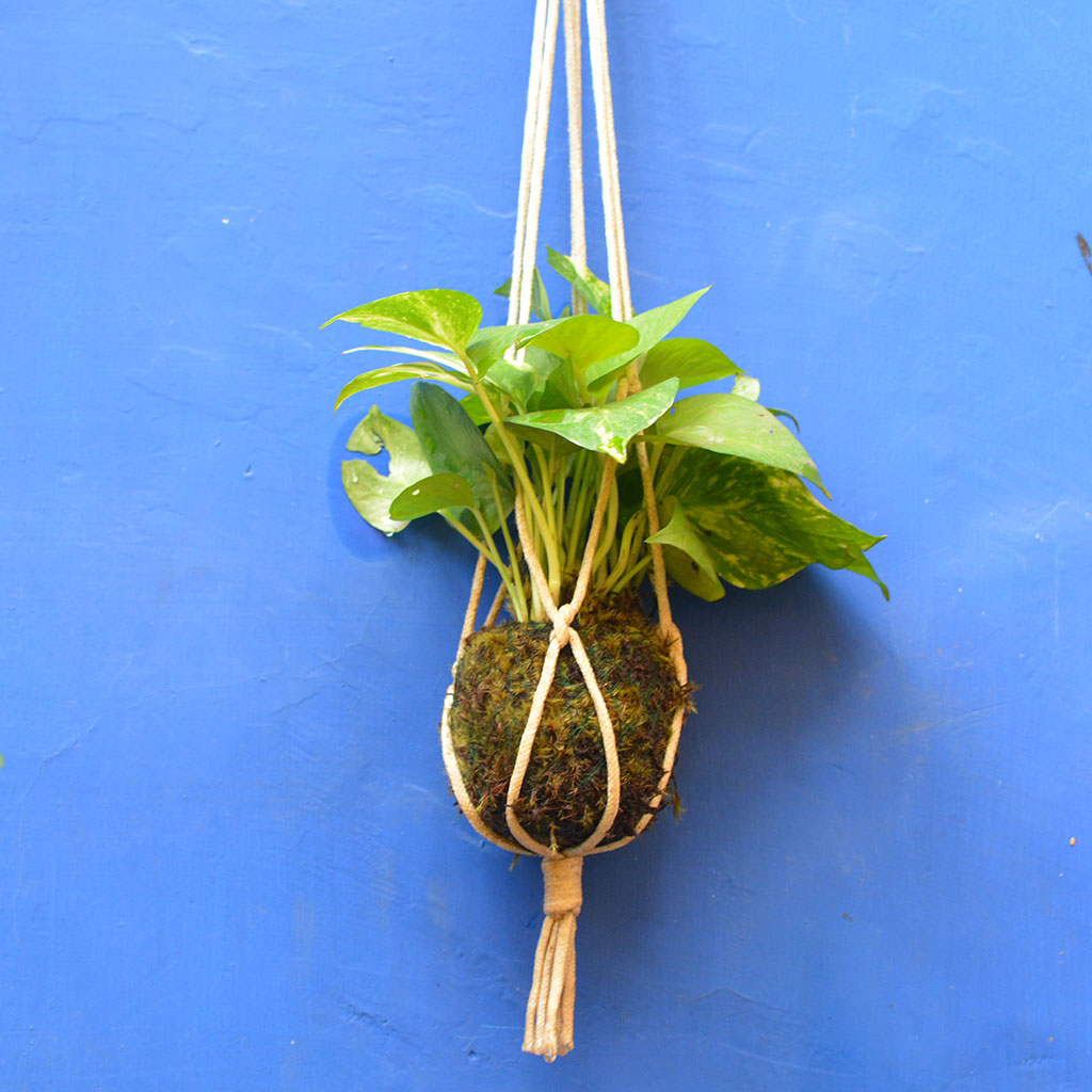Kokedama Moss Ball Hanging Pothos Plant - myBageecha