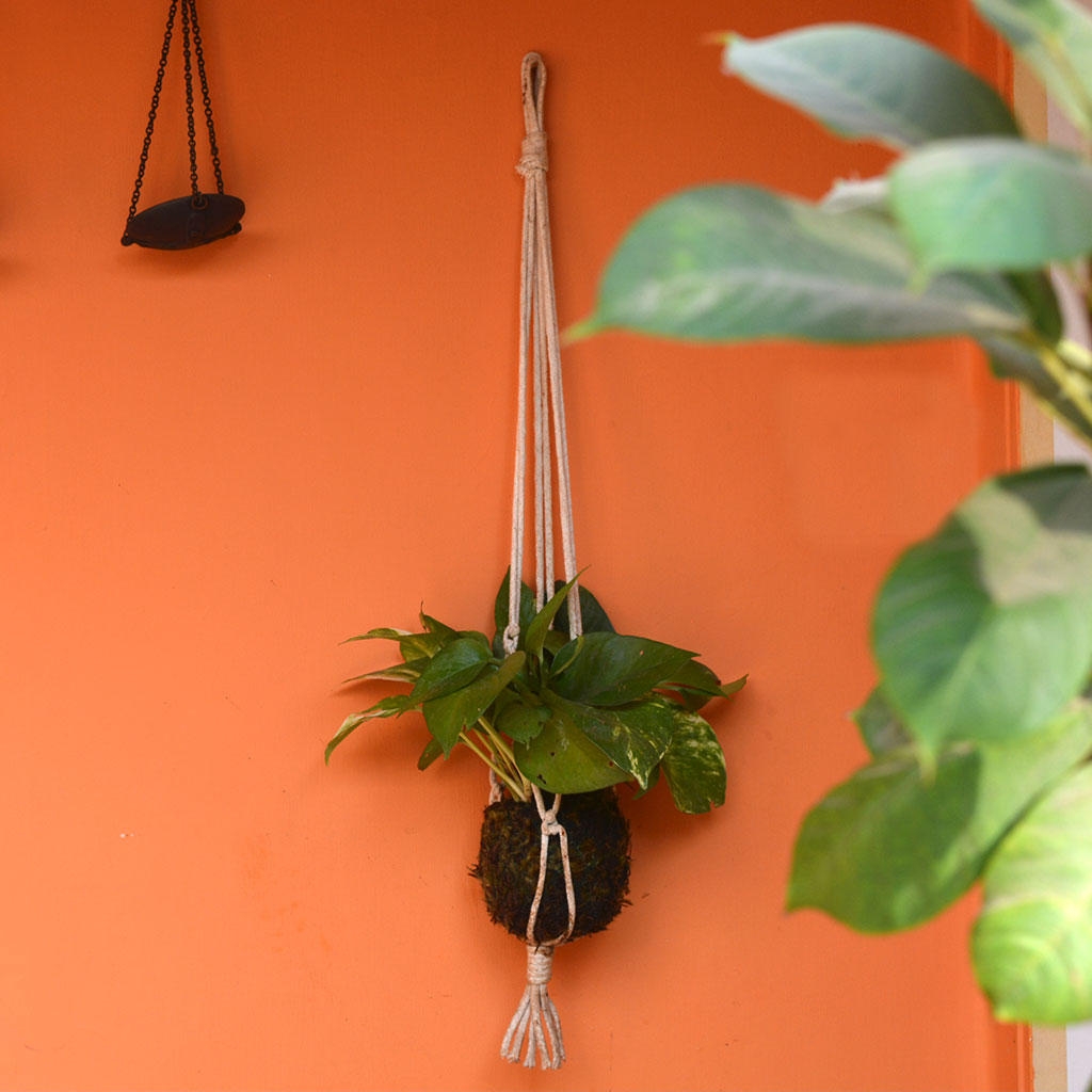 Kokedama Moss Ball Hanging Pothos Plant - myBageecha