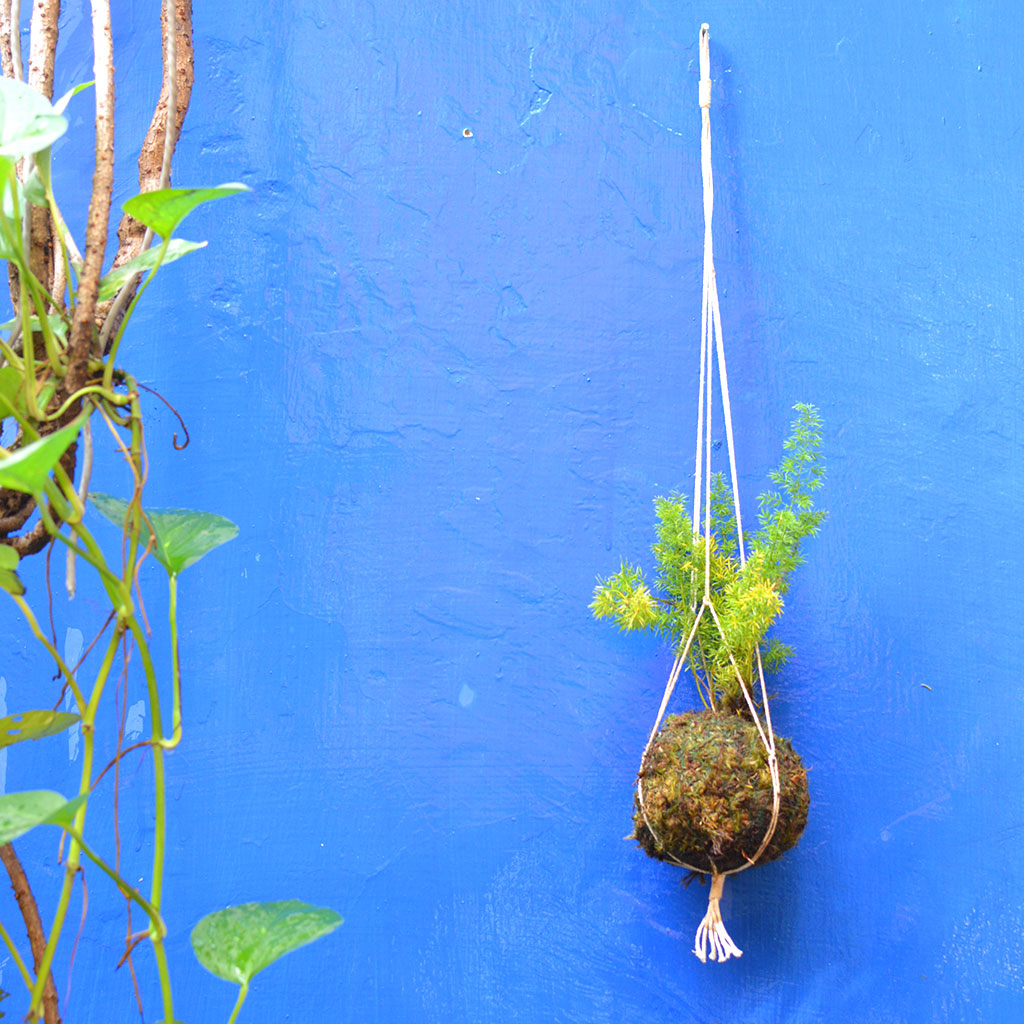 foxtail hanging plant Kokedama Moss Ball Hanging Foxtail Fern Plant