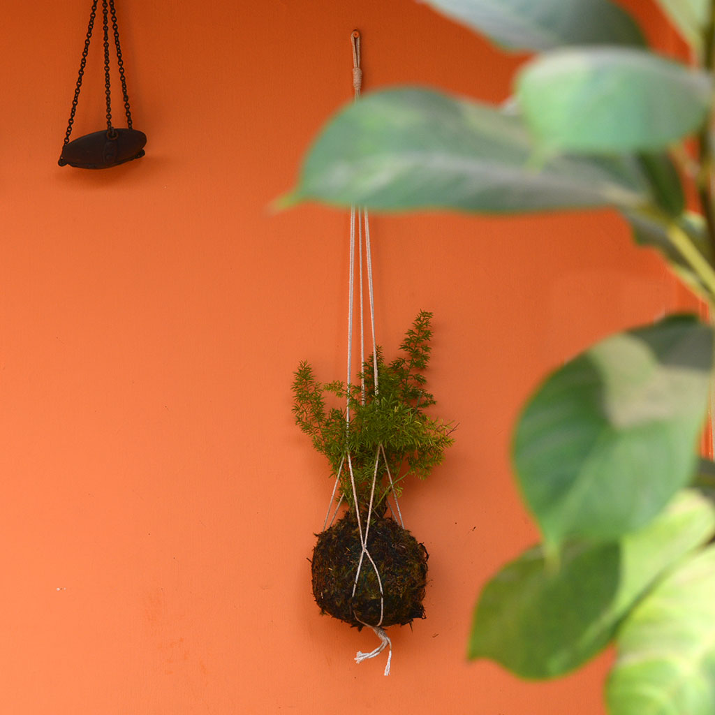 Kokedama Moss Ball Hanging Foxtail Fern Plant - myBageecha