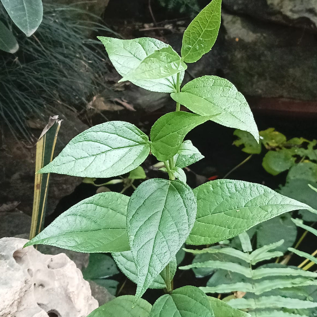 Harshringar Paarijat Plant - myBageecha