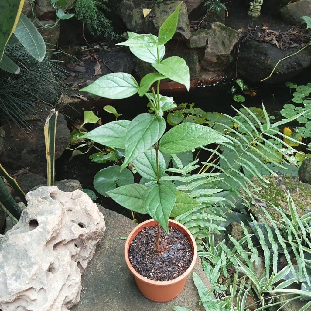 Harshringar Paarijat Plant - myBageecha