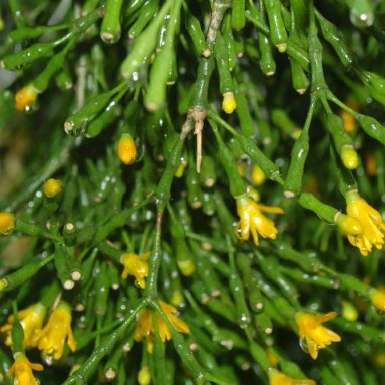 Hatiora Salicornioides