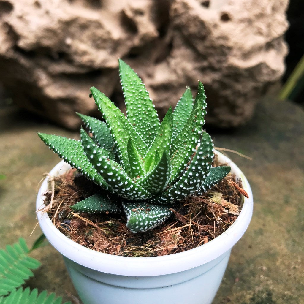 Haworthia Attenuata Enon Succulent Plant - myBageecha