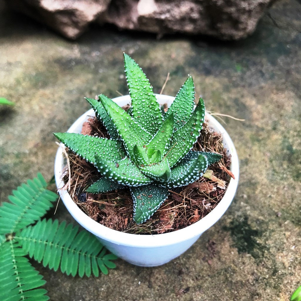 Haworthia Attenuata Enon Succulent Plant - myBageecha
