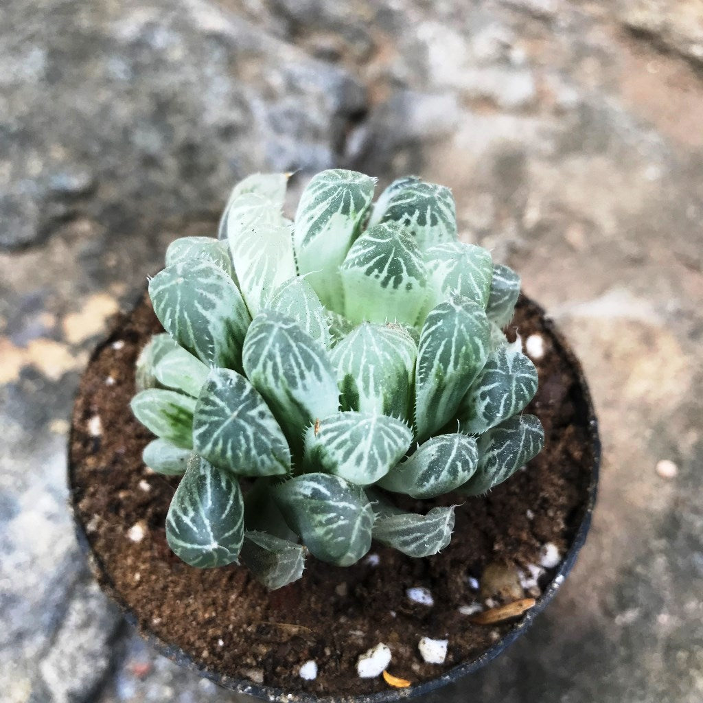 Haworthia Cooperi White Variegata Succulent Plant - myBageecha