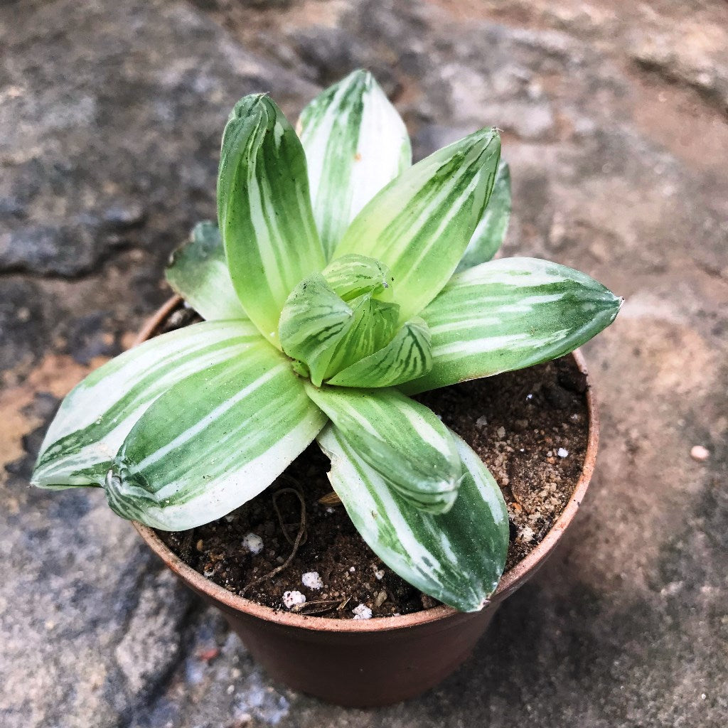 haworthia Cymbiformis Variegata