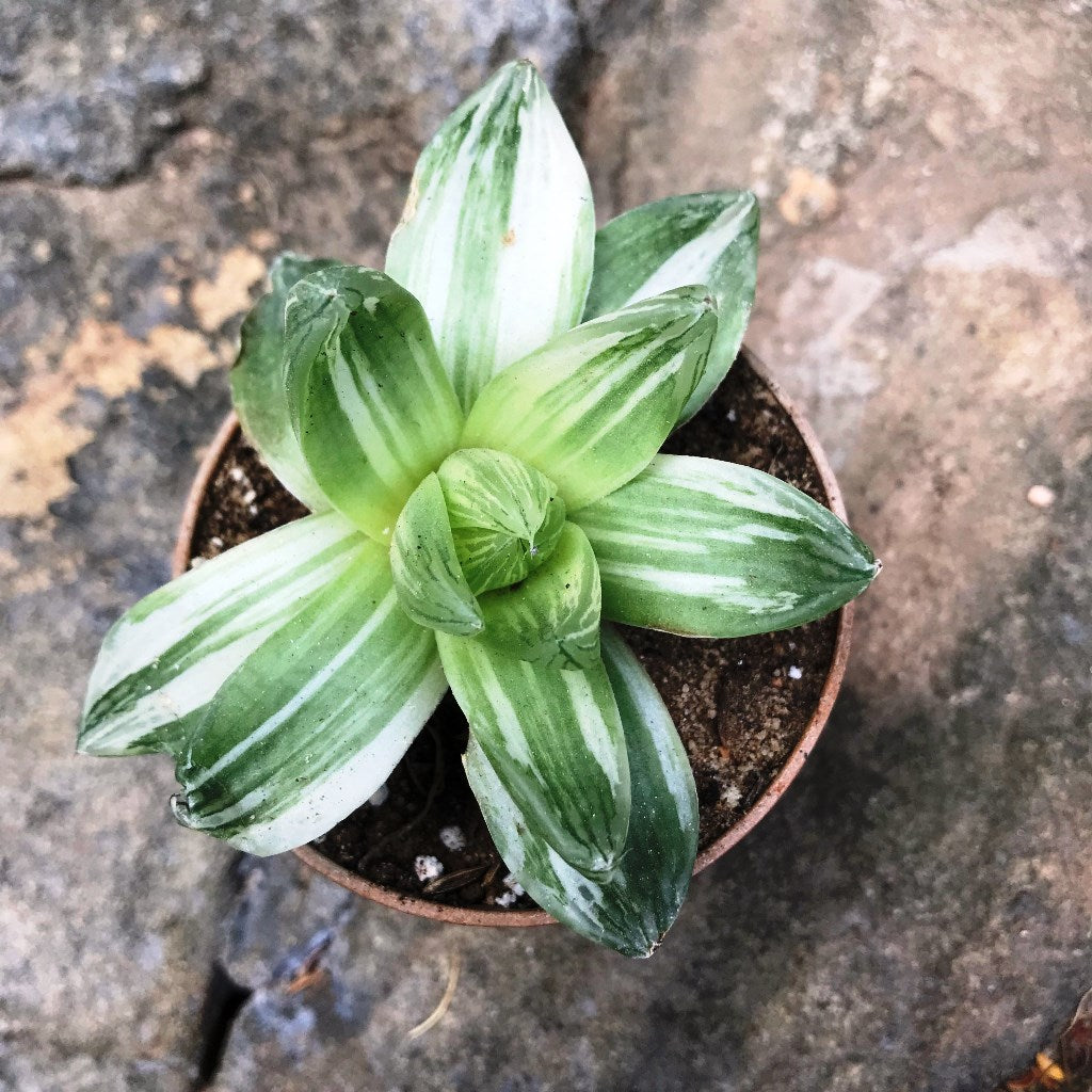 haworthia Cymbiformis Variegata