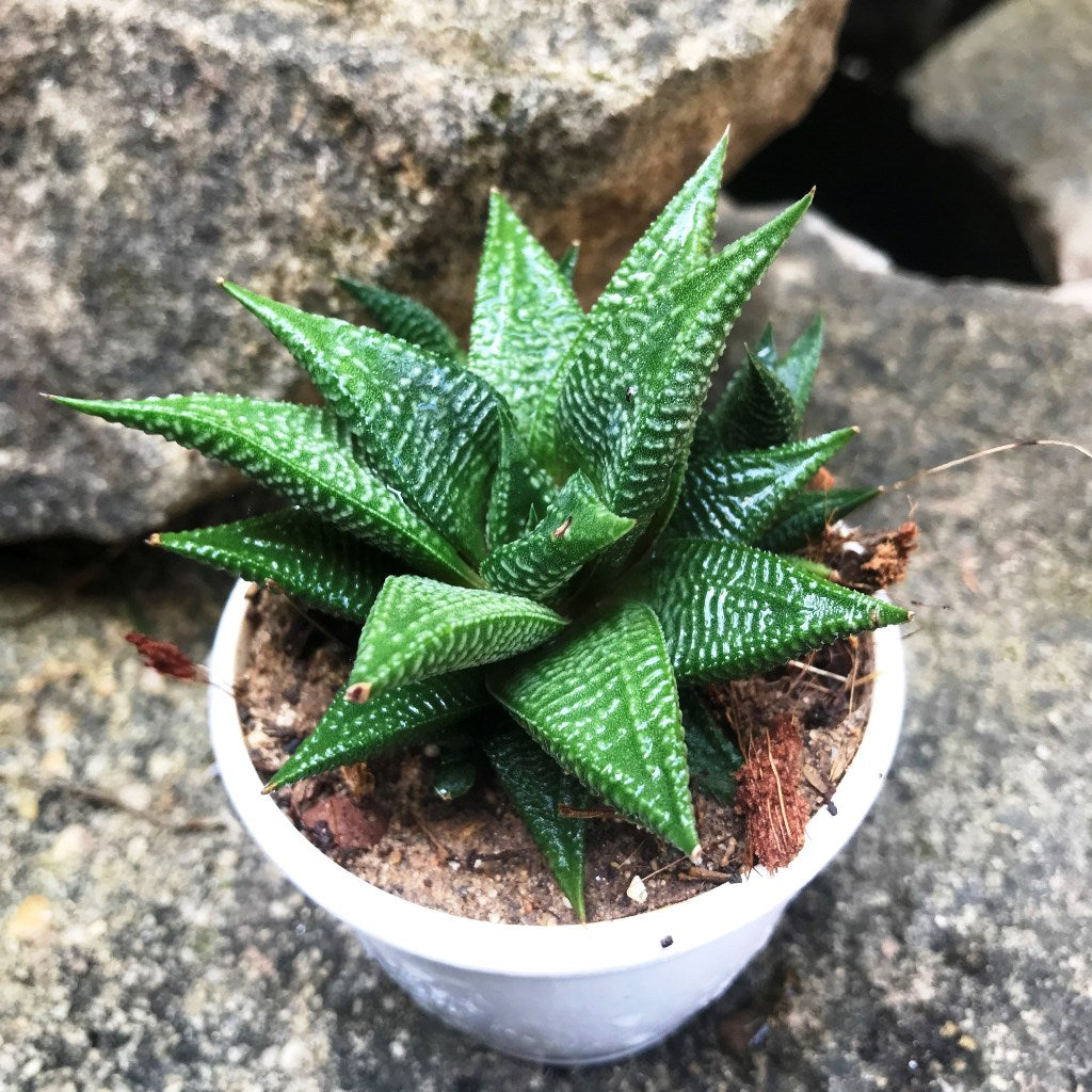 Haworthia Limifolia Jewel Succulent Plant - myBageecha