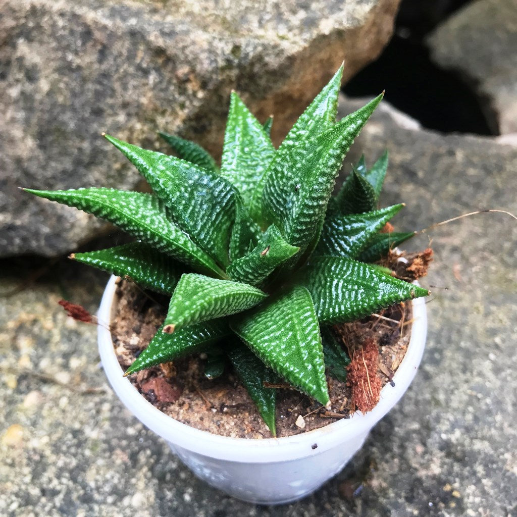 Haworthia Limifolia Jewel Succulent Plant - myBageecha
