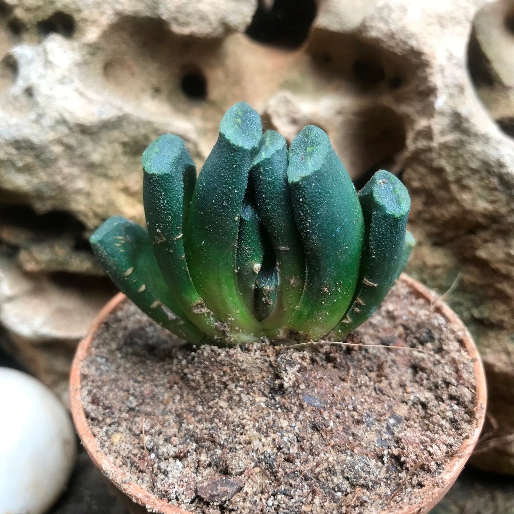 Haworthia Maughanii Succulent Plant - myBageecha