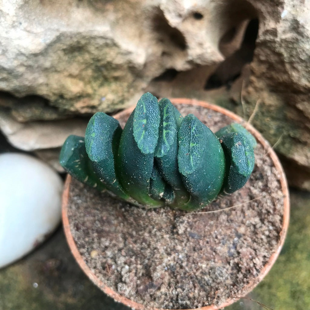Haworthia Maughanii Succulent Plant - myBageecha